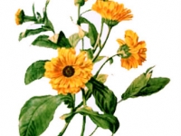 200x150 Calendula Flower Oil