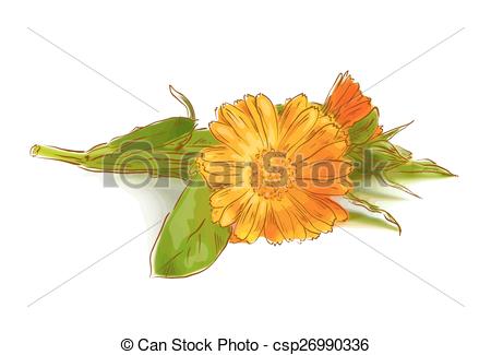 450x325 Calendula Flowers On A White Background Vectors