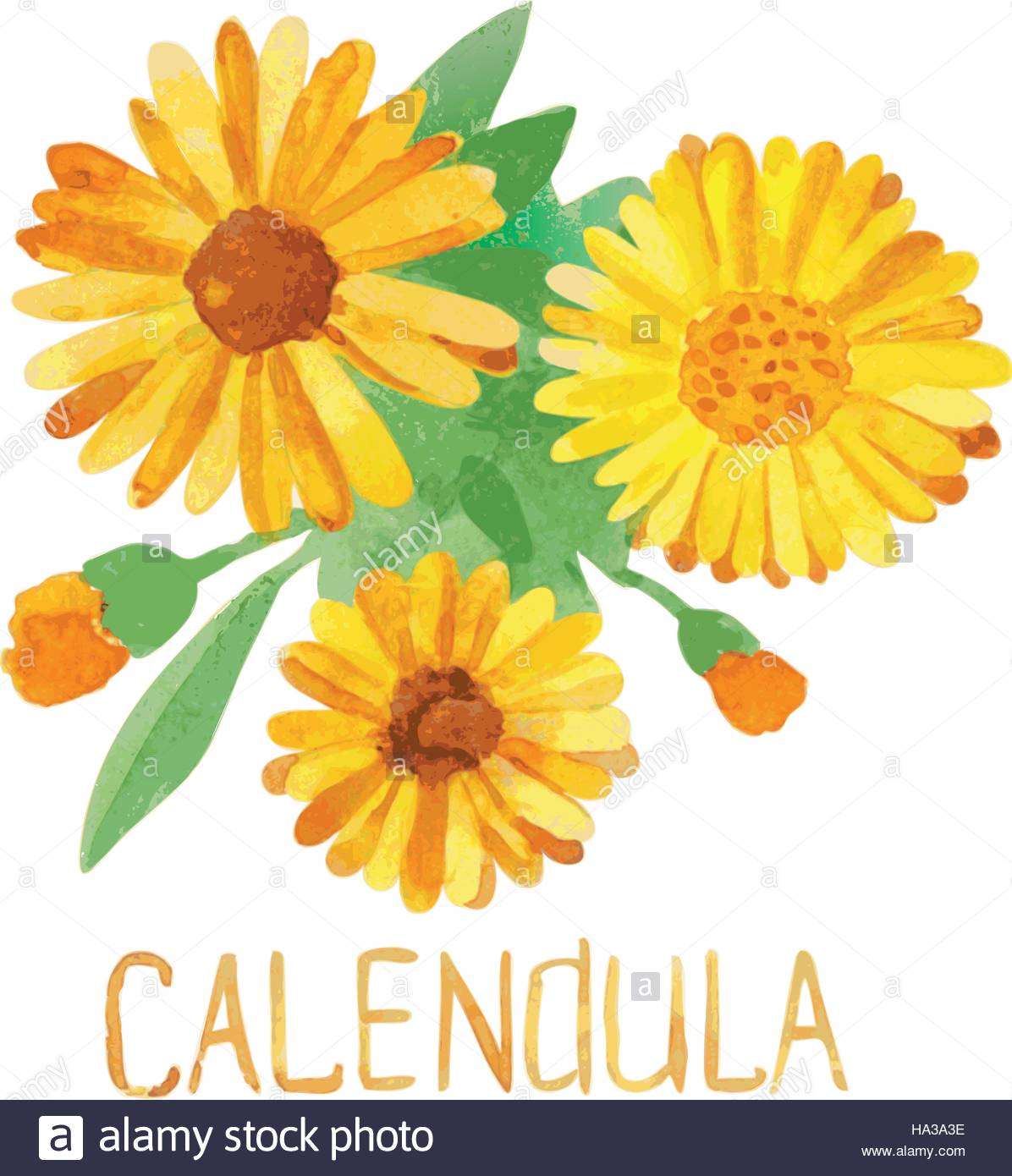 1196x1390 Calendula. Handmade Watercolor Drawing Stock Vector Art