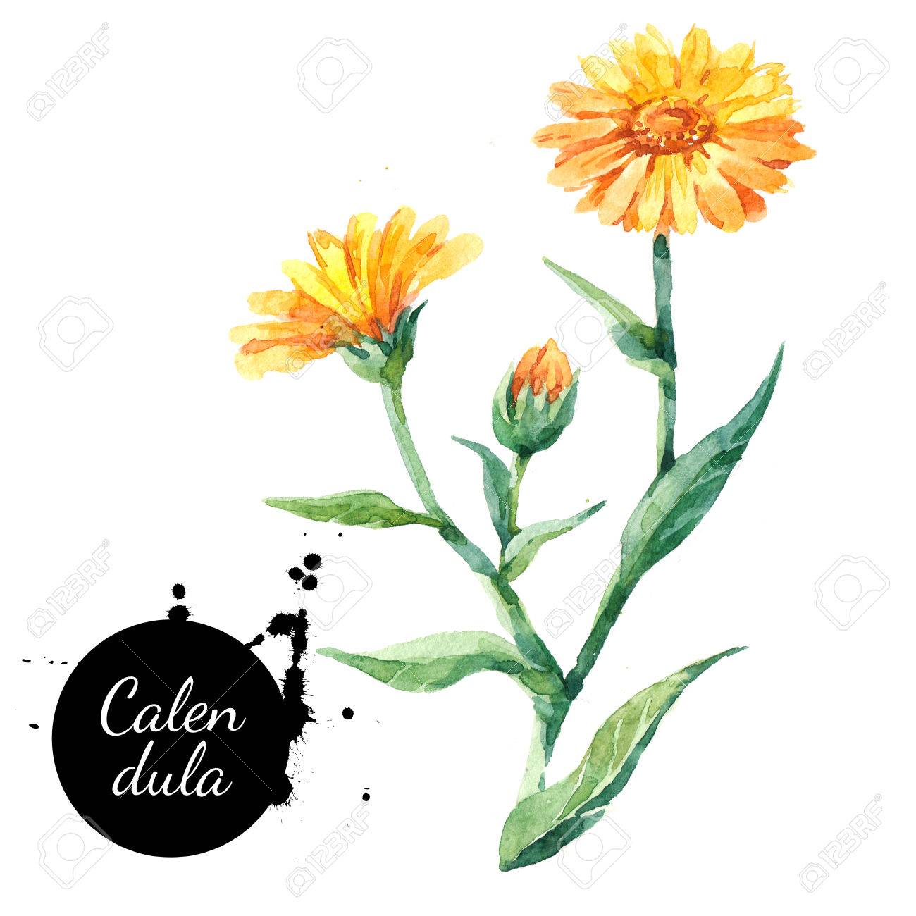 1300x1300 Hand Drawn Watercolor Calendula Flower Illustration. Painted