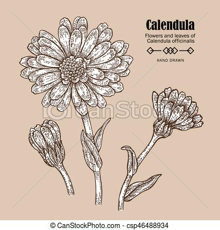 450x470 Hand Drawn Calendula Flower. Medicinal Herbs In Sketch Vectors