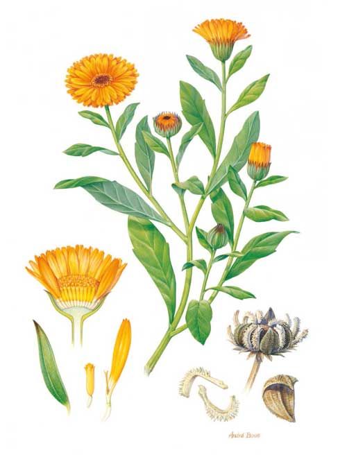 500x656 Richard Whelan ~ Medical Herbalist ~ Calendula Natural Healing