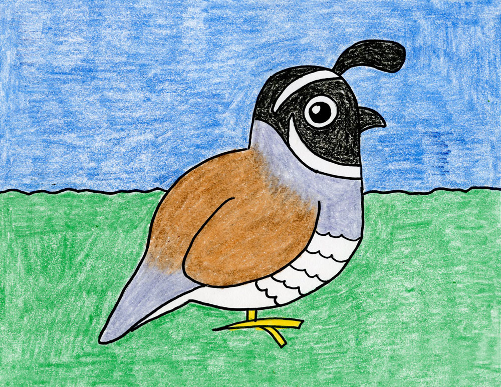 1000x773 Draw The California Quail State Bird