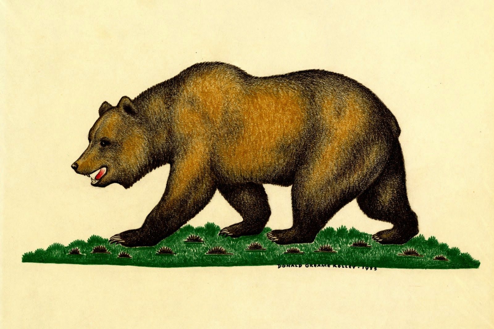1600x1066 Donald Greame Kelley 1953 Drawing Of Grizzly Bear