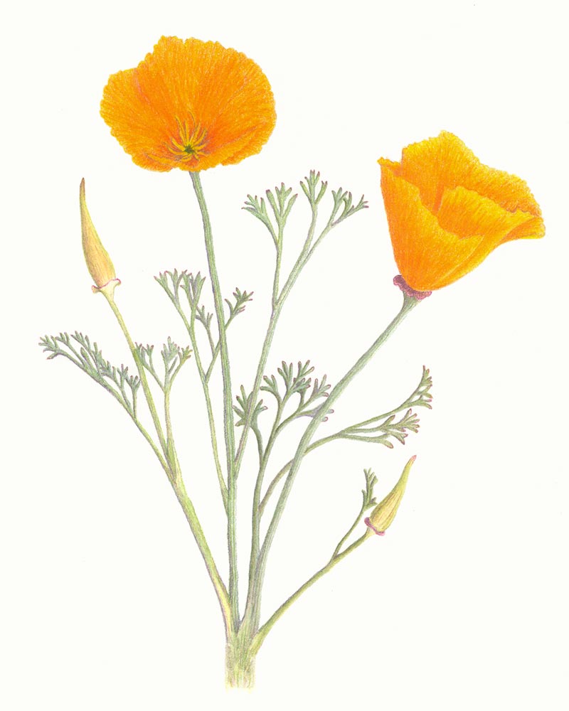 California Poppy Botanical Drawing at GetDrawings | Free download