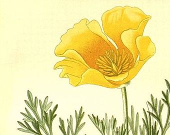 340x270 California Poppy Art Etsy Tattoo Ideas