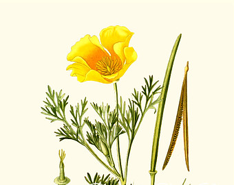 340x270 California Poppy Art Etsy