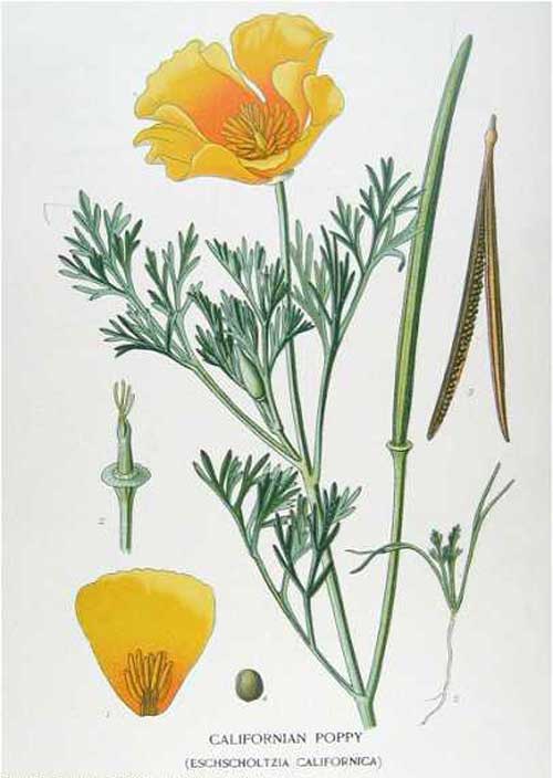 500x704 Richard Whelan ~ Medical Herbalist ~ Passion Flower