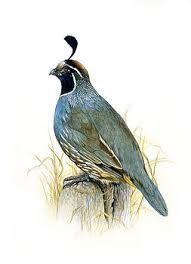 191x264 Image Result For California Quail Drawing Storybook Ideas