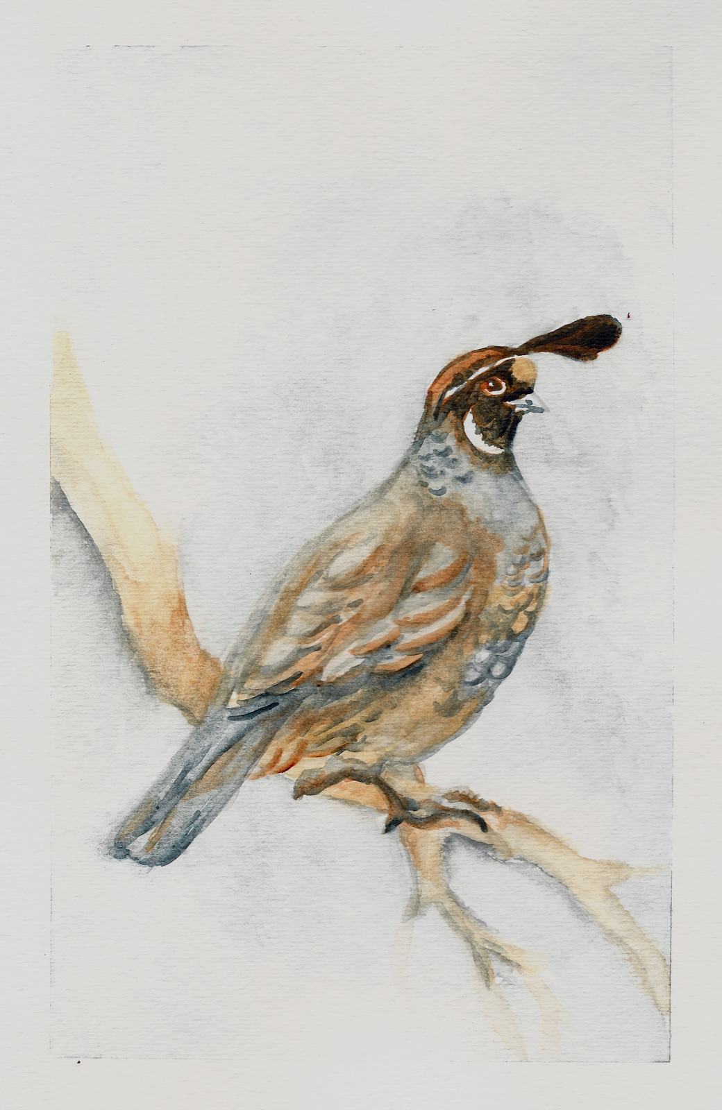 1040x1600 Review Daniel Smith California Quail Watercolor Triad