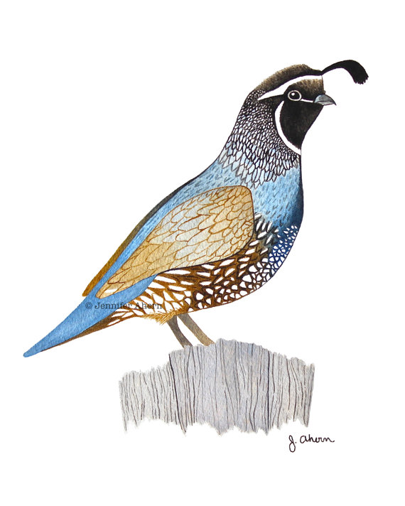 570x712 California Quail Watercolor Painting Archival Print, California