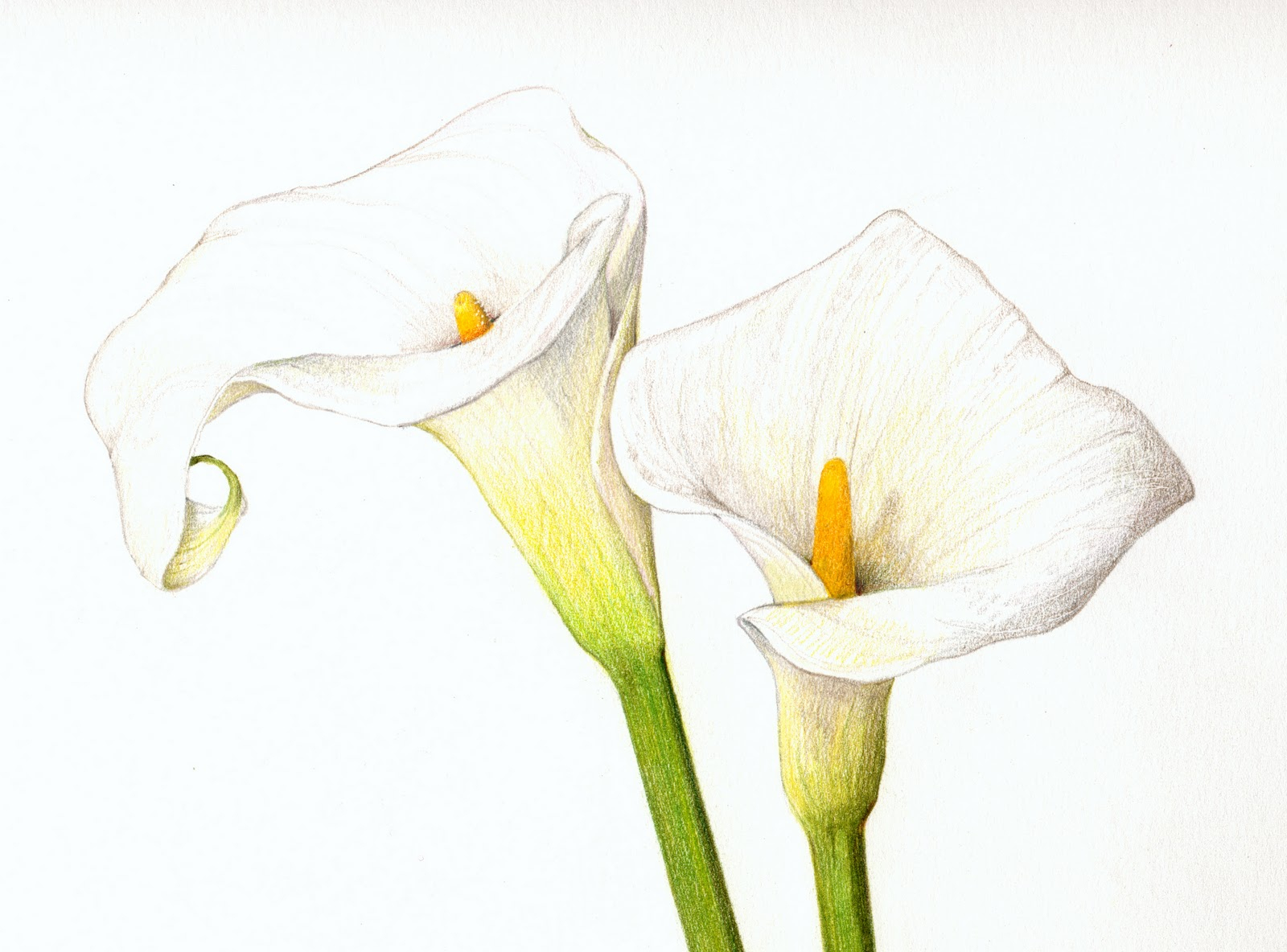 1600x1184 Calla Lily Flower Drawing