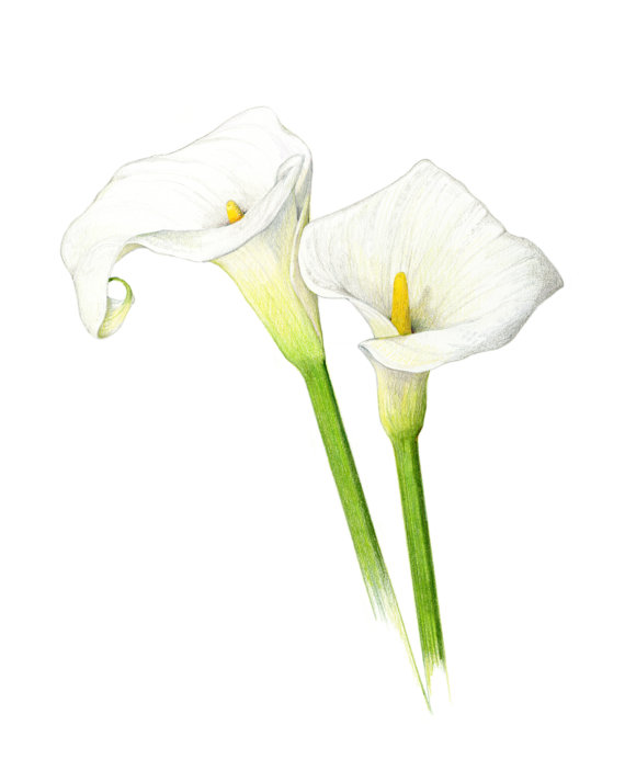 570x713 Calla Lilies Archival Print Of My Colored Pencil Drawing