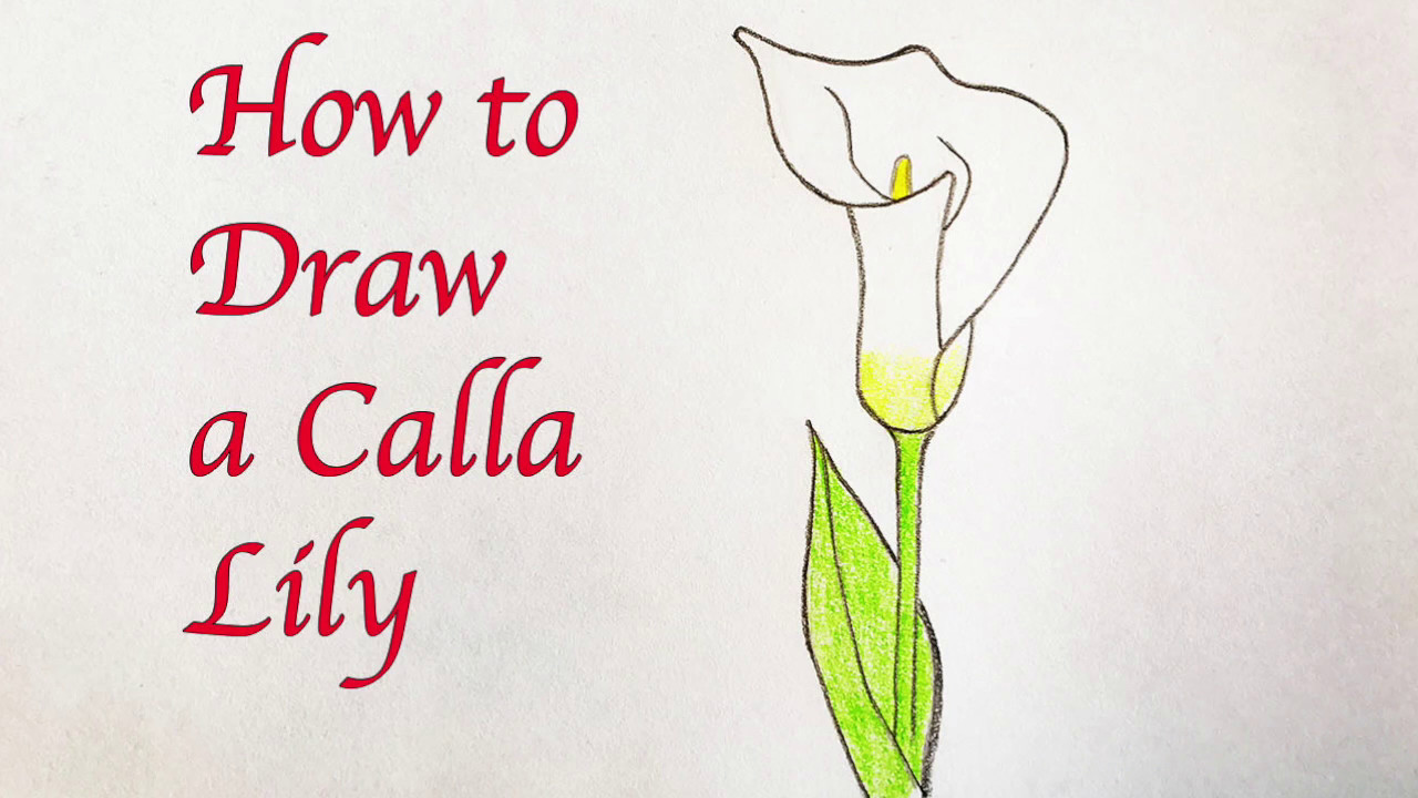 1280x720 Drawing For Kids How To Draw A Calla Lily