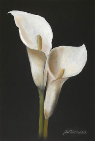 328x487 Imgs For Gt Calla Lily Drawing Tattoo Ideas Calla