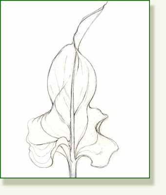 340x400 Pencil And Leaf Leaf Of The Day Calla Lily Leaf