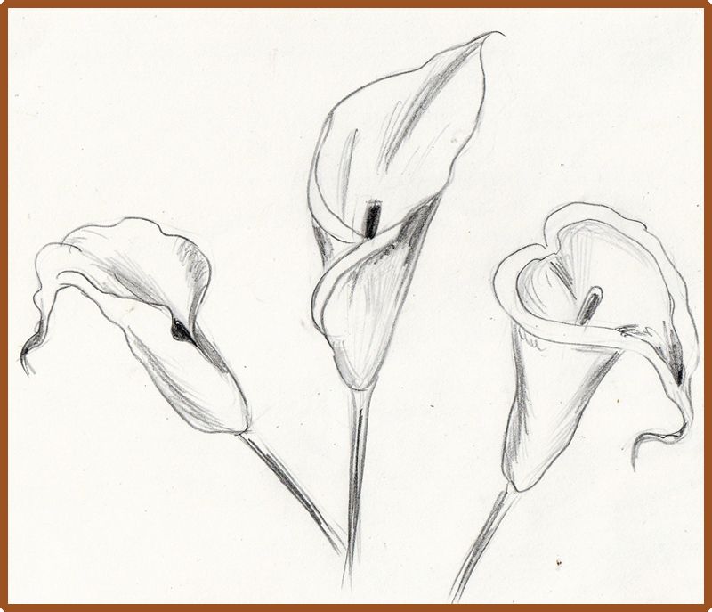 800x687 Calla Lilies Drawing