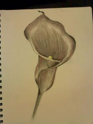 300x400 Calla Lily