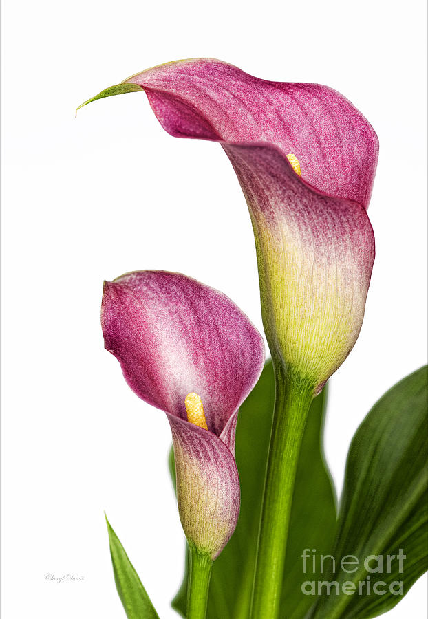 622x900 Pink Calla Lilies Photograph By Cheryl Davis