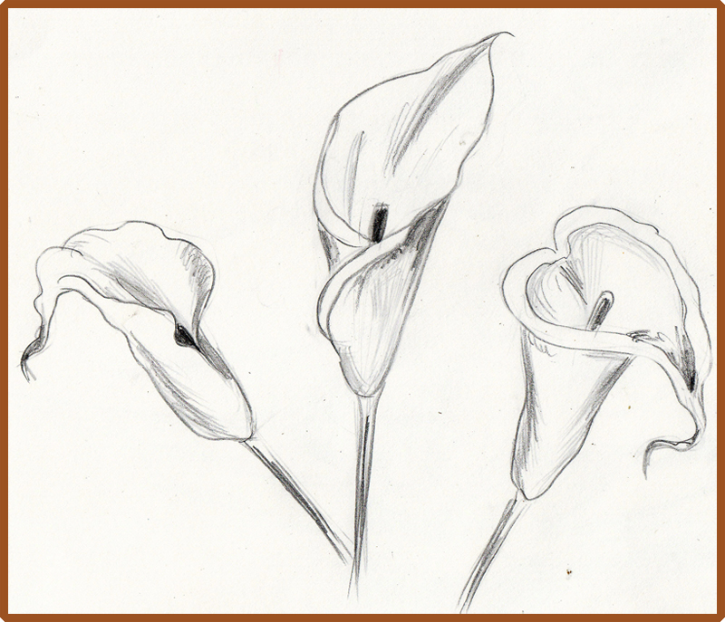 800x687 Weekly Doodles And Tuts How To Draw A Calla Lily Method 3
