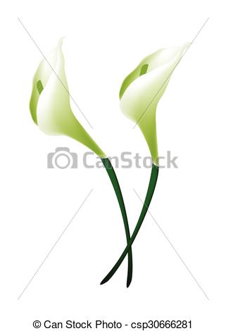 321x470 Beautiful Flower, Illustration Bunch Of White Calla Lily Vector