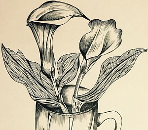 300x263 Calla Lily Flower Drawings