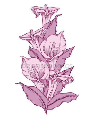 362x449 Calla Lily Flowers Stock Vector Sudowoodo