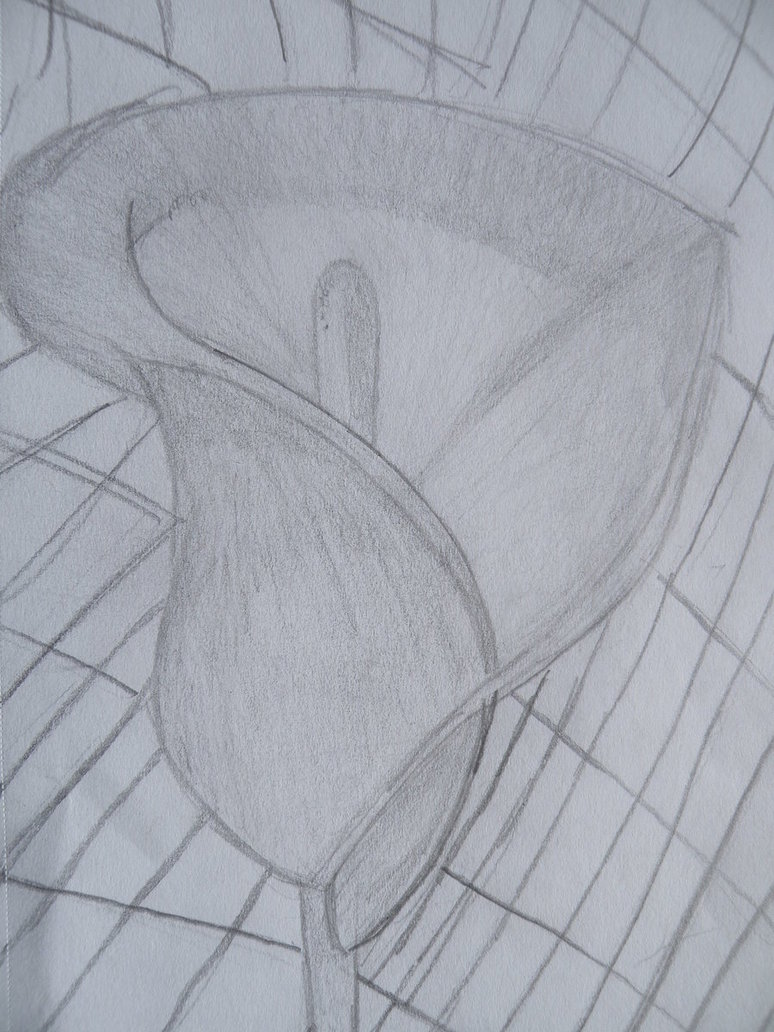 774x1032 Calla Lily Pencil Sketch By Lessthanthree123