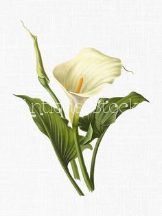 236x314 Calla Lily By Heather A. Mitchell Colored Pencil ~ 9 X 12