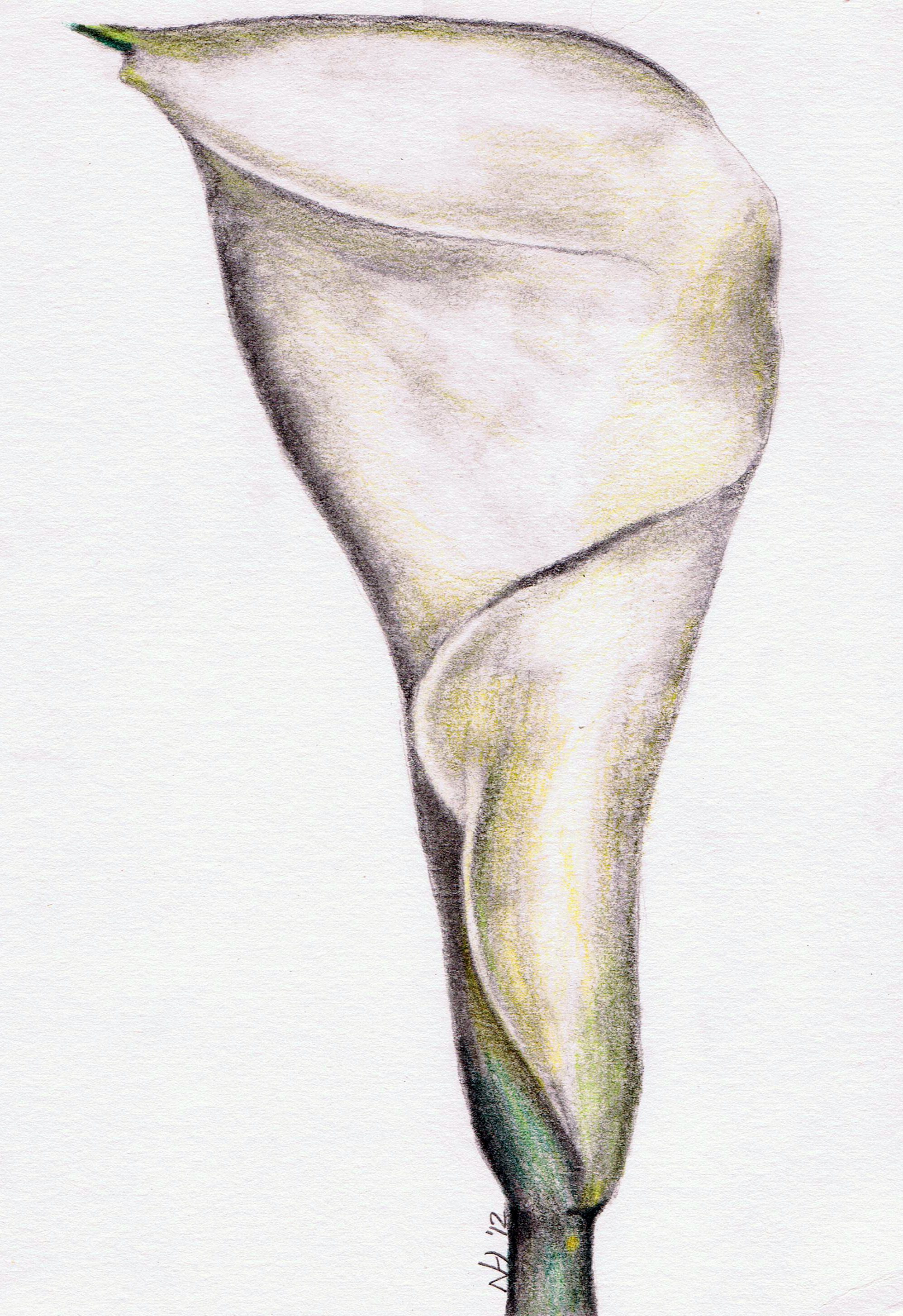 Calla Lily Pencil Drawing at GetDrawings.com | Free for personal use