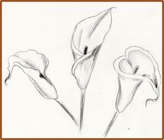 236x202 How To Draw An Orchid Exam Guide Online