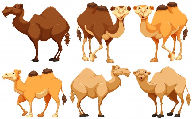 626x387 Camel Vectors, Photos And Psd Files Free Download