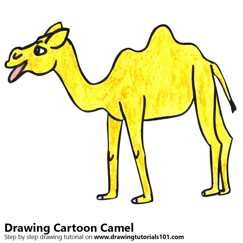 800x800 Learn How To Draw A Cartoon Camel (Cartoon Animals) Step By Step