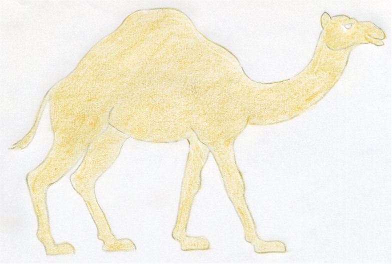 784x527 How To Draw A Camel, Simple, Quick In Color Pencil.