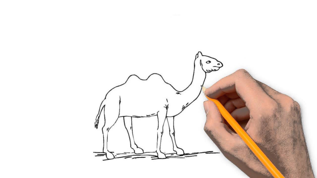 1280x720 Camel Animals Pencil To Draw Step By Step