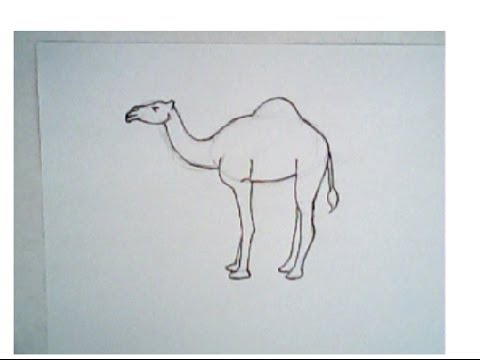 480x360 How To Draw A Camel (Drawing Tutorial, Step By Step)