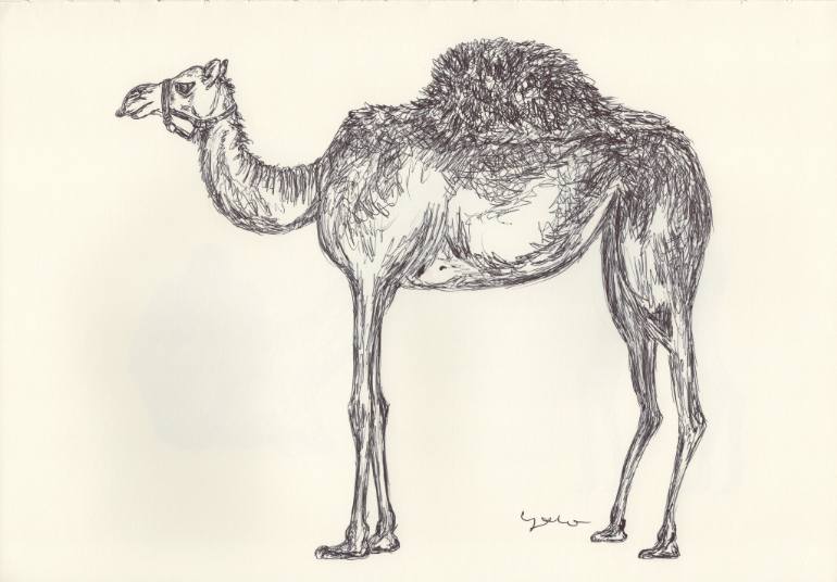 770x536 Saatchi Art Ballpen Camel Drawing By Ballpointpen Illustrator
