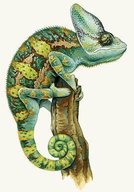 269x384 142 Best Chameleon Images On Chameleon, Chameleons