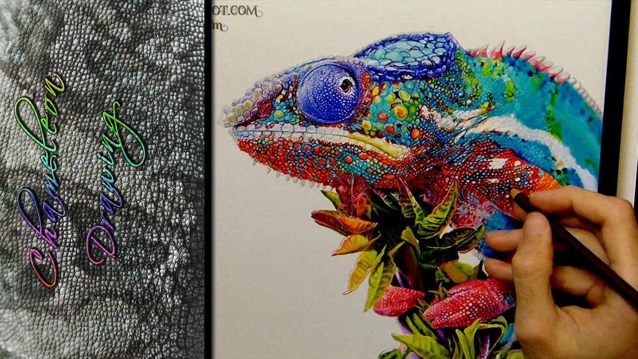 1280x720 Chameleon Drawing Realistic