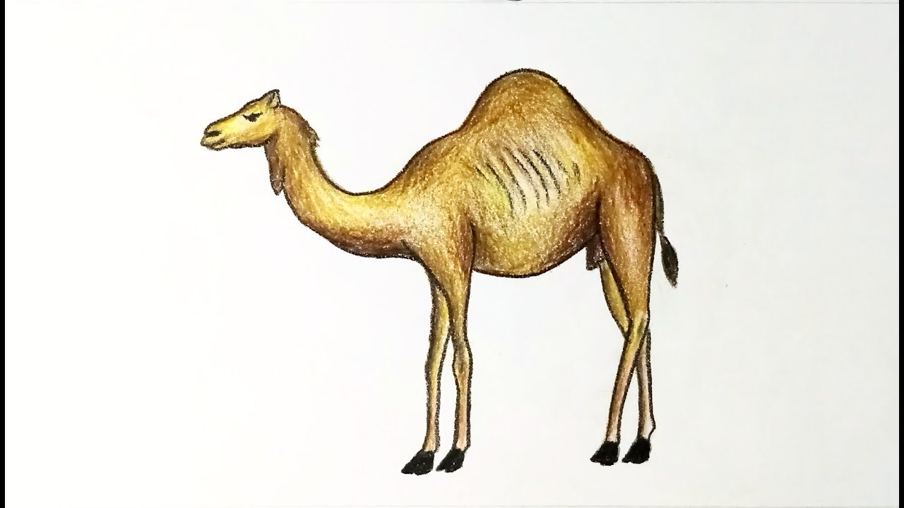 1280x720 How To Draw A Camel Step By Step With Color (Easy Drawing)