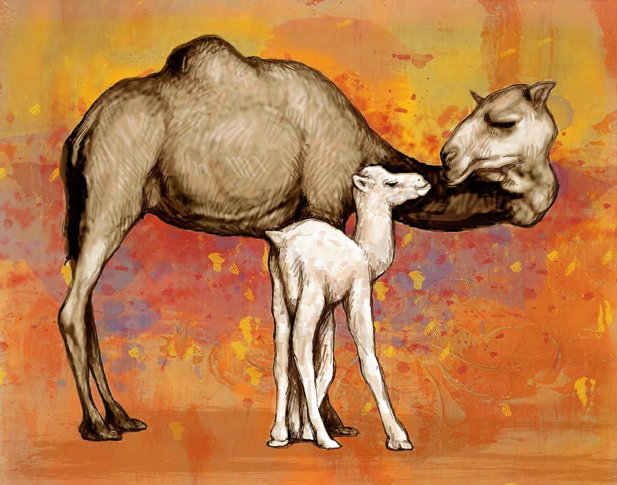 900x707 Pin By Lorette C. Luzajic On Camels Camels