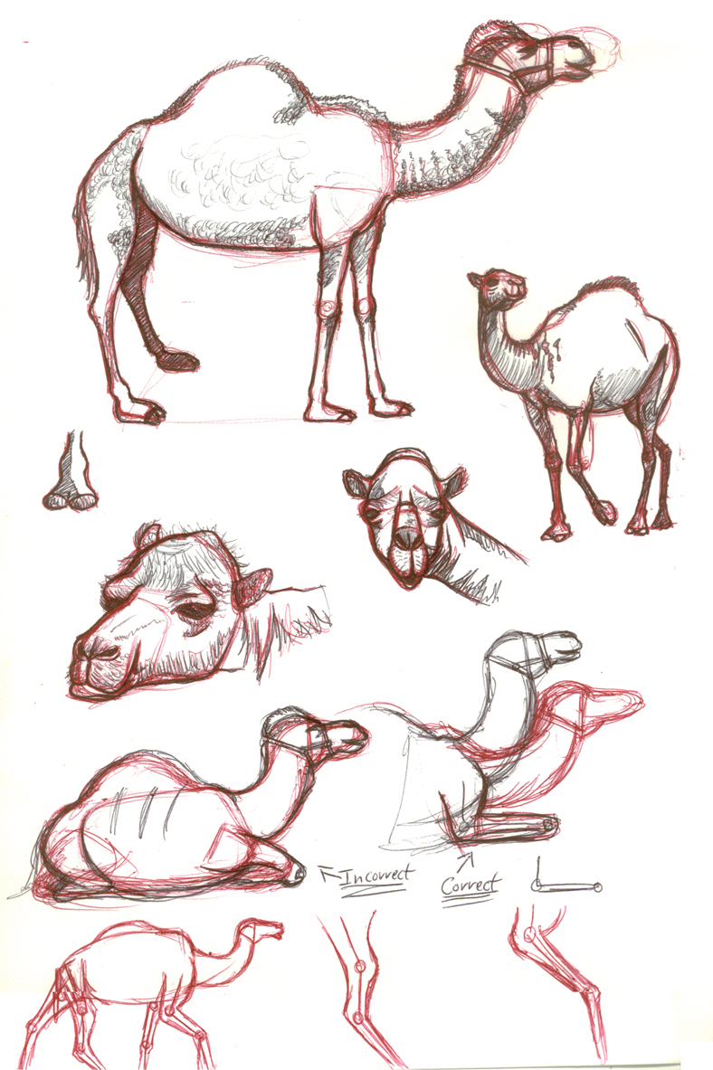 788x1183 Artists Drawings Of Camels Camel Sketches By Astrocity20