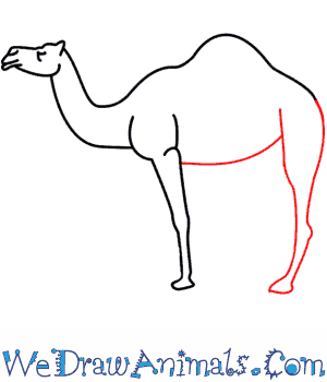 300x350 Camel 06.png