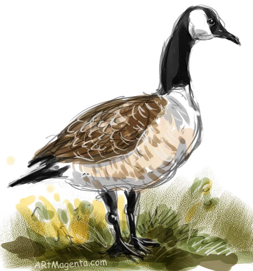 846x906 Birds Canada Goose