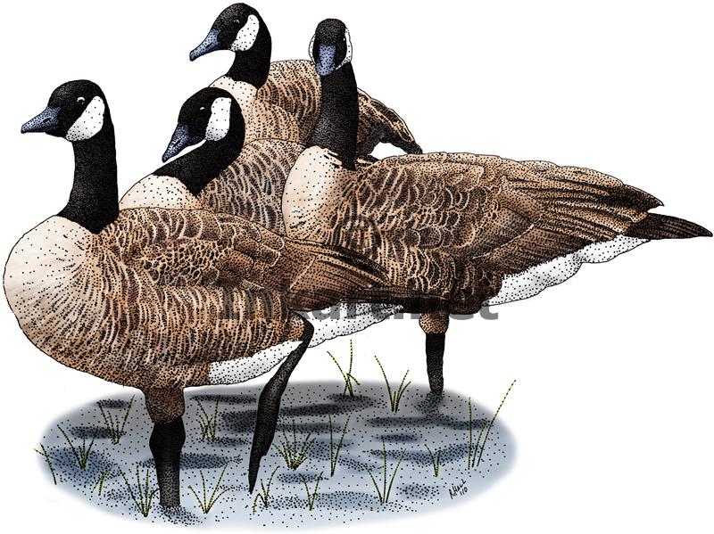 800x599 Canada Geese (Branta Canadensis) Line Art And Full Color