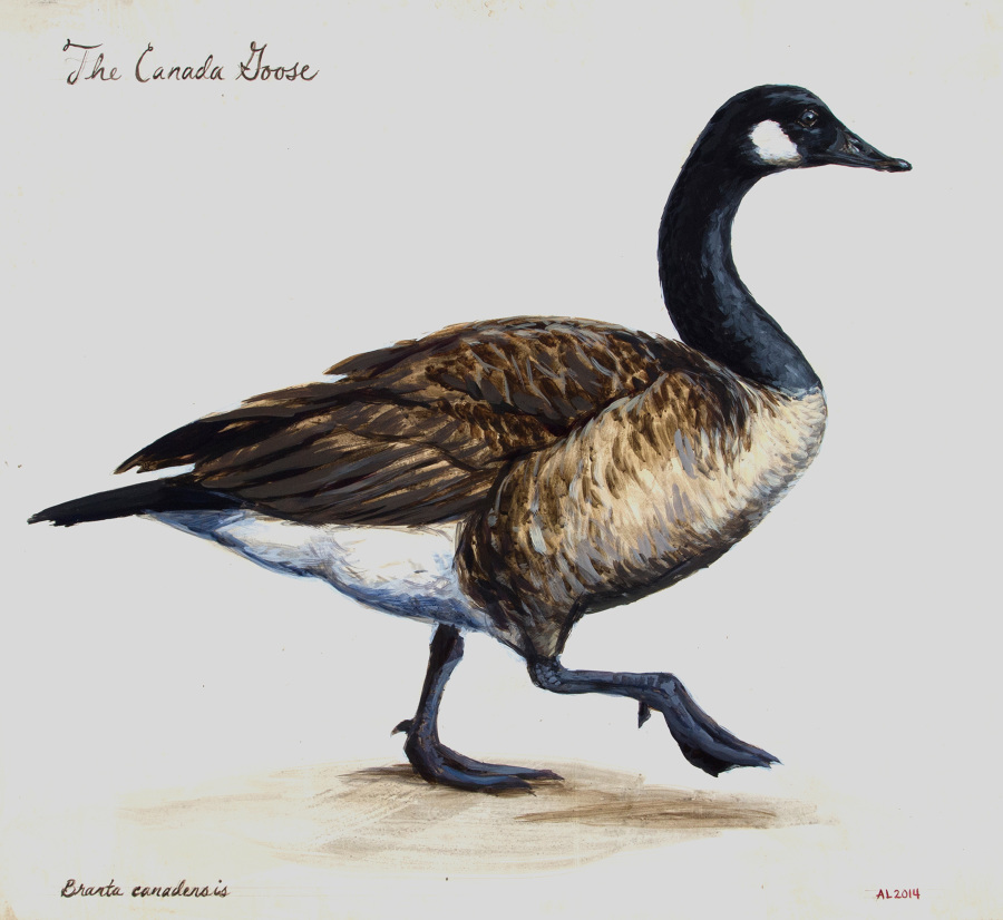 900x826 Canada Goose