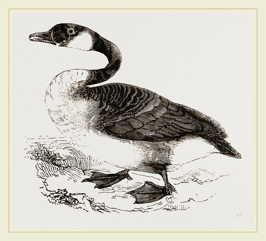 900x814 Canada Goose Drawing By Litz Collection