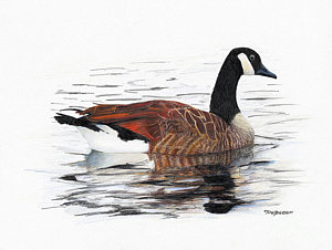 300x226 Canada Goose Drawings