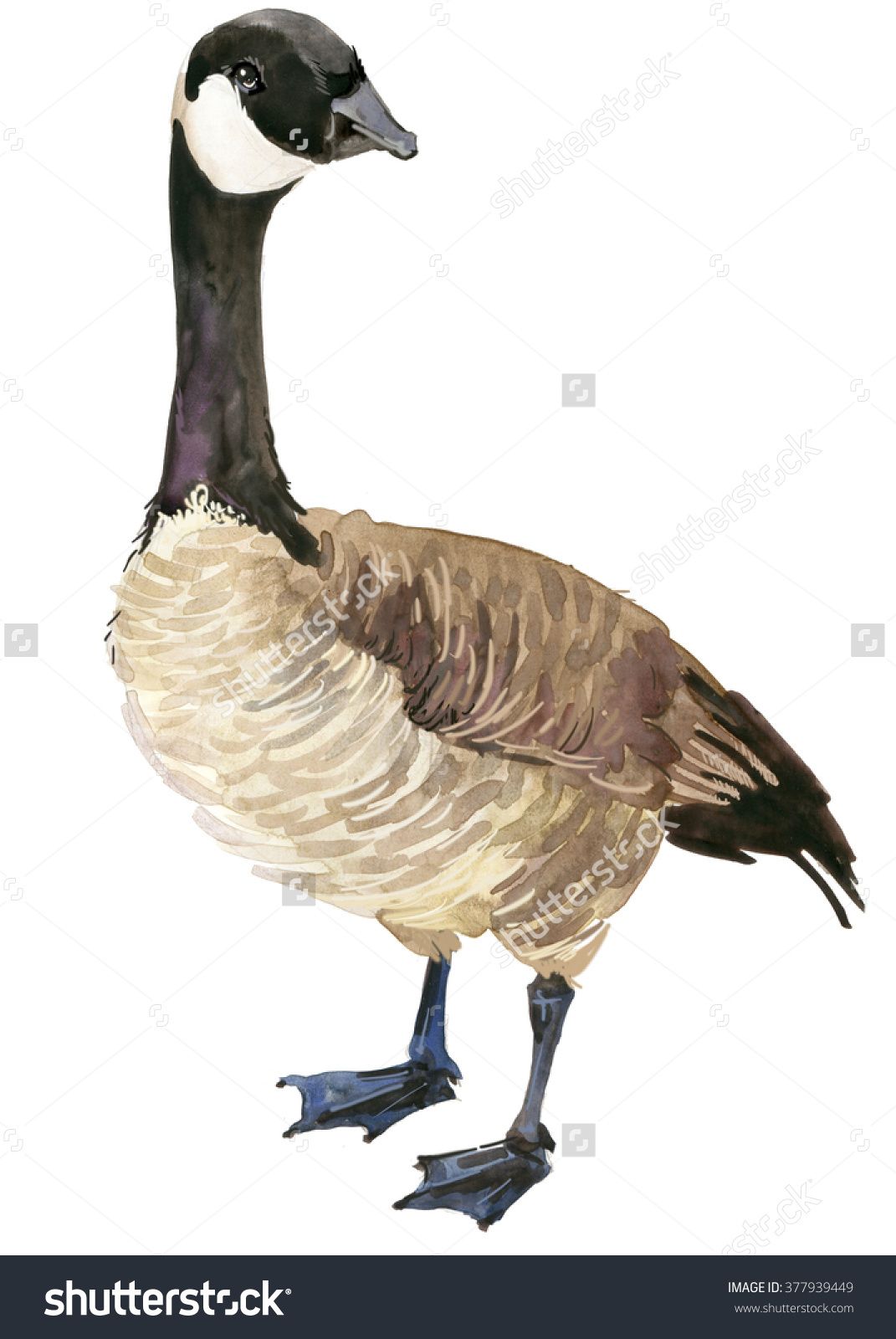 1071x1600 Canadian Goose Watercolor Drawing. Goose Bird Kaczki