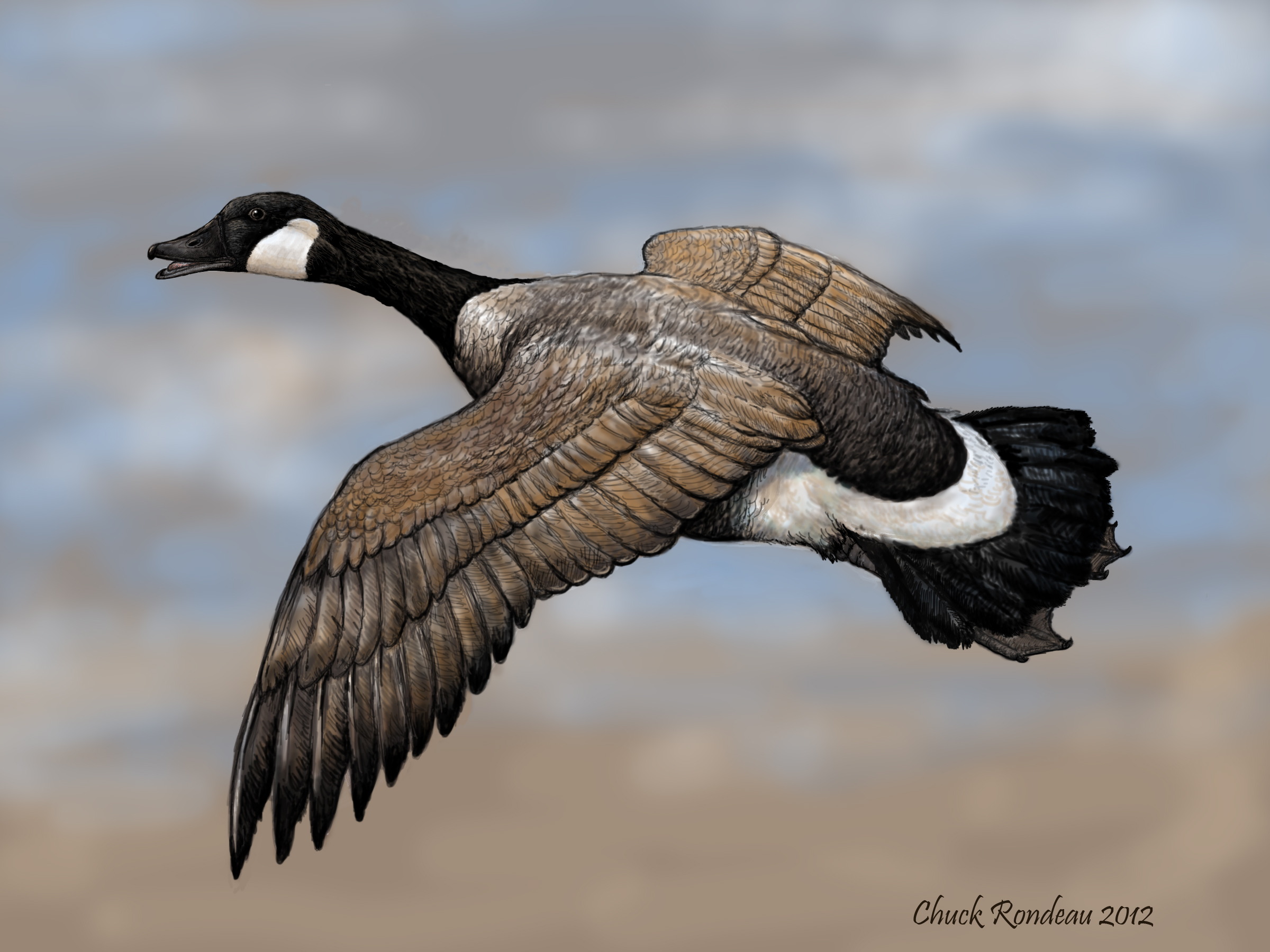2400x1800 Gliding In Canada Goose By Chuckrondeau